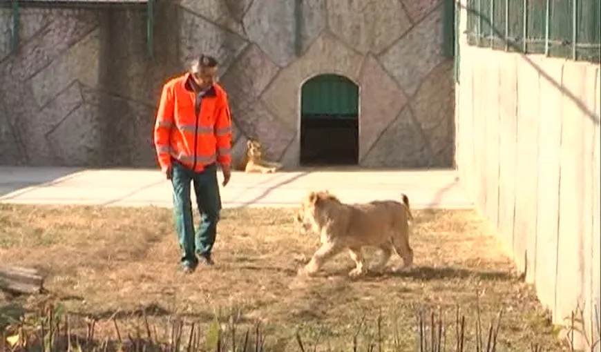 Sărbătoare mare la Craiova. LEON, un pui de leu, a împlinit un an. Cum l-a celebrat conducerea grădinii zoologice VIDEO