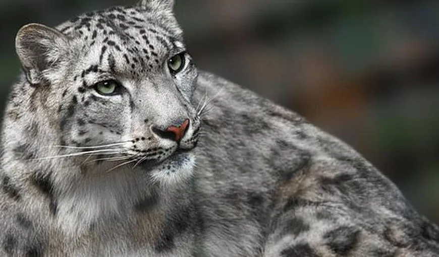 Leopard de zăpadă, animal pe cale de dispariţie, împuşcat mortal la Grădina Zoologică. Vina îi aparţine îngrijitorului