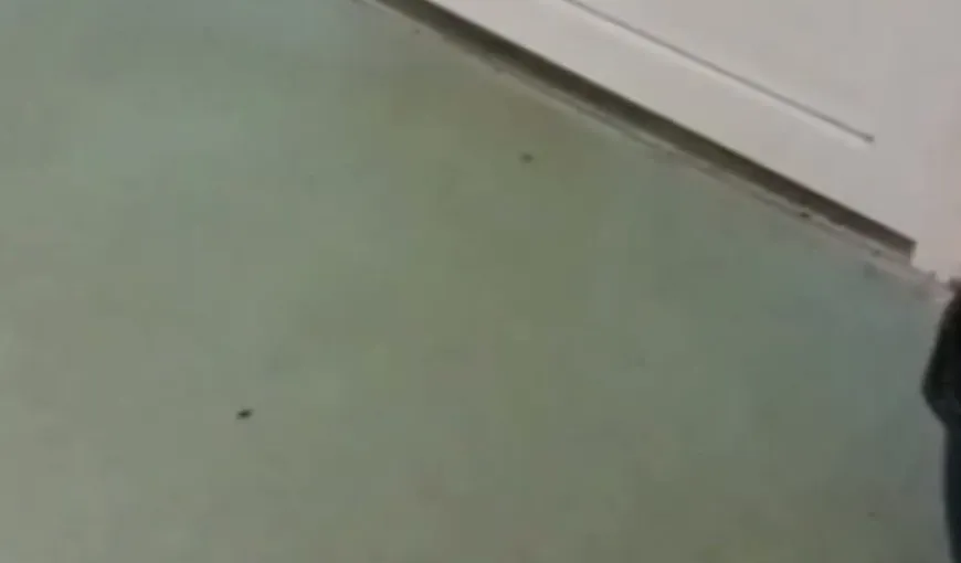 Gândaci filmaţi lângă o sală de operaţii, la Spitalul Judeţean din Craiova. DSP anunţă noi controale