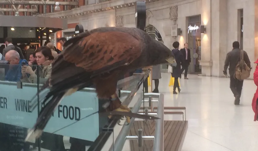 Gara Waterloo, din Londra, a angajat un uliu care să-i protejeze pe călători împotriva porumbeilor