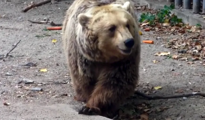 Un urs s-a plimbat nestingherit pe o stradă din Mediaş