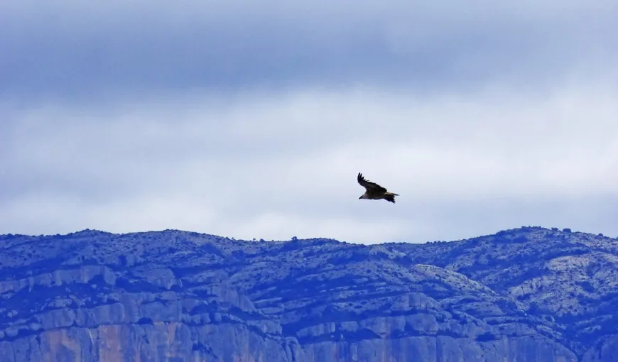 Povestea vulturului din Anzi. Ce decizie dureroasă trebuie să ia
