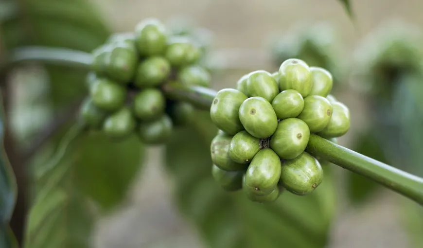 Cafea verde. Ghid complet despre utilizari, beneficii si contraindicatii