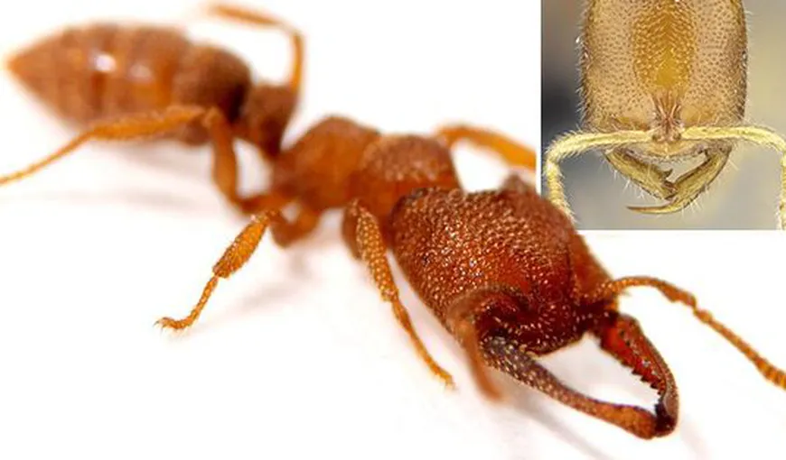 Atenţie la aceste insecte! Se numesc furnicile Dracula şi au cea mai rapidă muşcătură din lume VIDEO