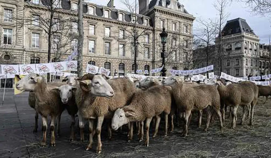 Mitingul oilor. Crescătorii de animale denunţă o „coabitare imposibilă” cu lupul