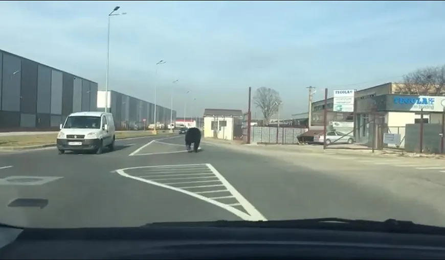 Alertă în Braşov. Un URS URIAŞ a ajuns până în cartierul Tractorul VIDEO