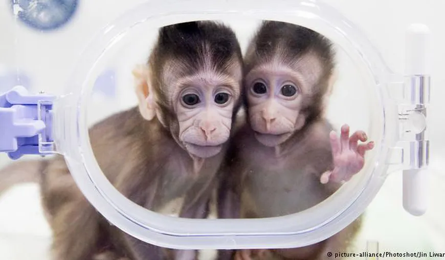 O echipă de cercetători chinezi susţine că a clonat cinci maimuţe pentru a ajuta cercetarea medicală