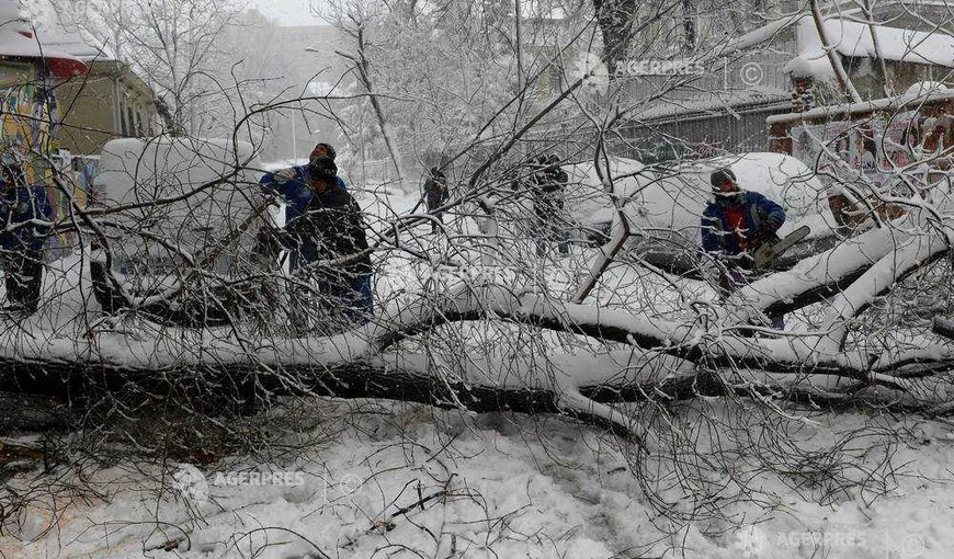Zeci de copaci căzuţi în Bucureşti şi judeţul Ilfov