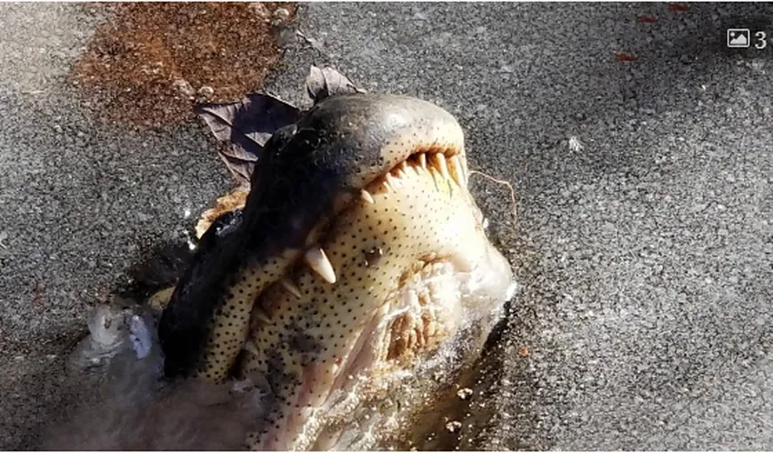 IMAGINILE IERNII: aligatorii au îngheţat cu boturile la suprafaţă VIDEO