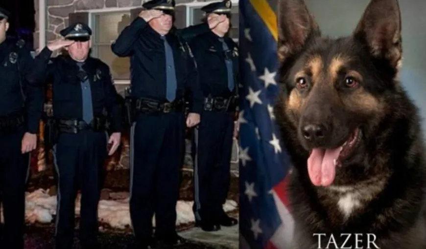 Câine poliţist, bolnav de cancer, condus cu onoruri militare de 70 de ofiţeri
