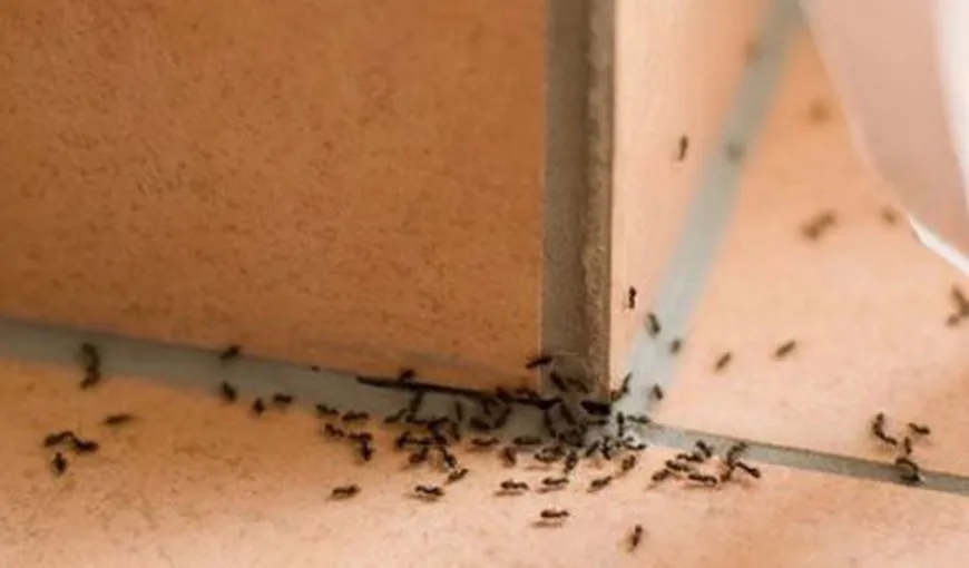 Cum să scapi de furnici. 9 soluţii naturale care dau REZULTATE!