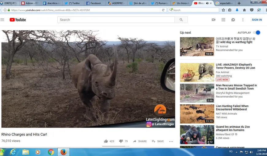 Atac violent al unui rinocer. Animalul s-a repezit cu forţă asupra unei maşini pline cu oameni VIDEO