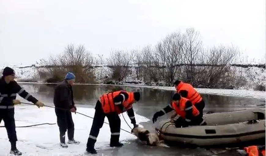 Câine salvat din apele îngheţate ale Someşului VIDEO
