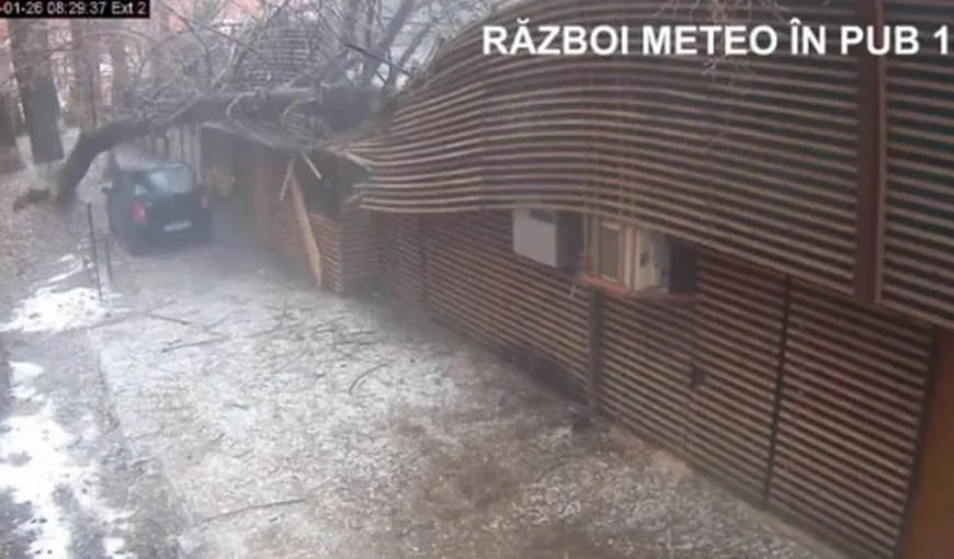 Un copac a căzut peste o cafenea din Bucureşti – VIDEO