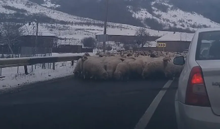 Drum european blocat de o turmă de oi. Animalele s-au oprit pentru a linge sarea aruncată pe asfalt împotriva poleiului VIDEO