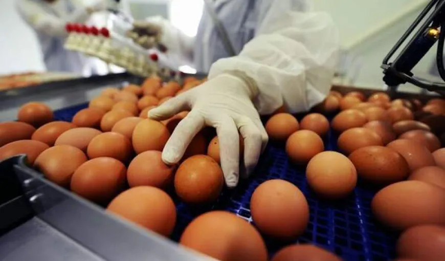 Peste patru milioane de ouă contaminate cu o substanţă interzisă, descoperite de inspectorii DSVSA