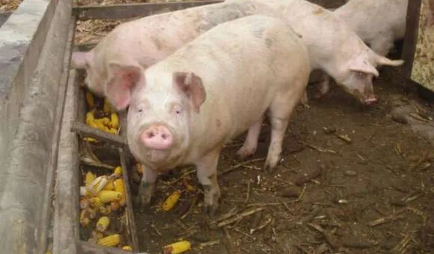 Focar de pestă porcină africană, confirmat într-o gospodărie din Buzău