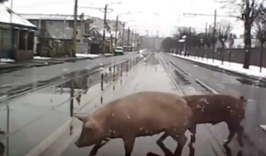 Bucuroşi că au trecut cu bine peste Crăciun, doi porci au plecat la plimbare prin Cluj VIDEO