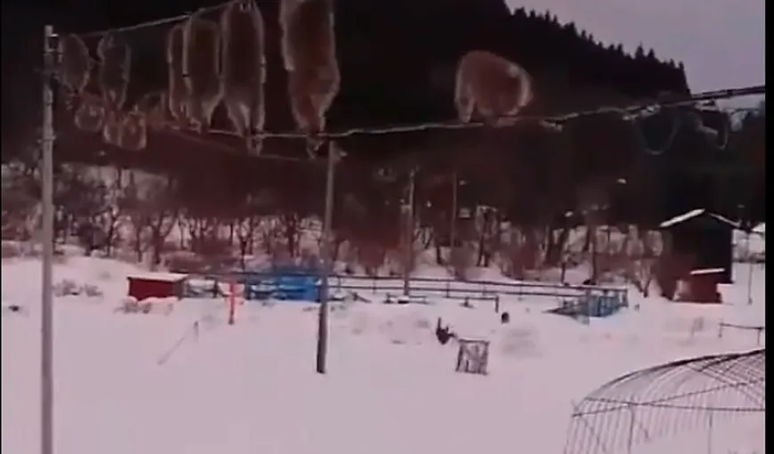 Cum evită maimuţele să meargă prin zăpadă. Clipul cu macacii acrobaţi a devenit viral VIDEO