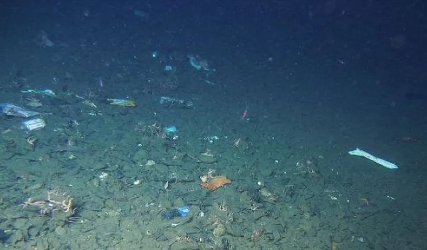 Cercetătorii au găsit plastic în vietăţile marine care trăiesc în Groapa Marianelor