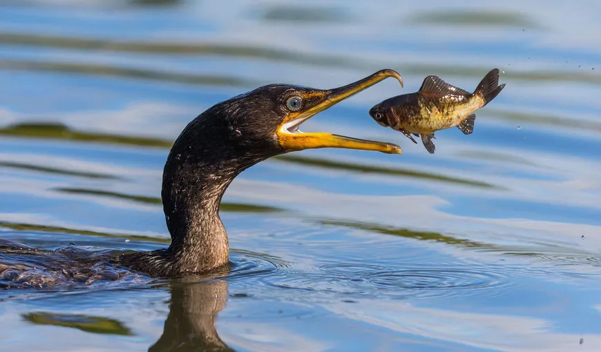 Petre Daea continuă războiul cu cormoranii. A cerut derogări de la UE