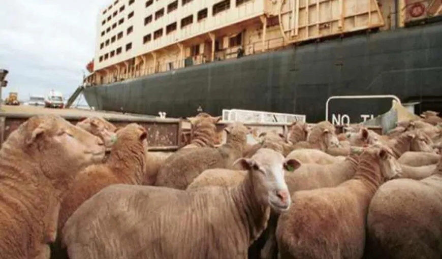 România reia exportul de carne de oaie şi ovine către Iran