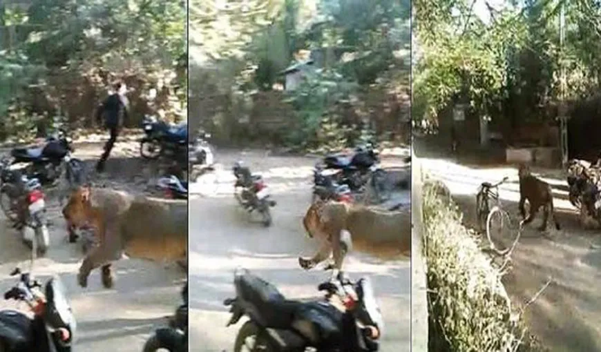 Un leu a făcut prăpăd într-un sat indian. Fiara dezlănţuită a fost filmată în timp ce rănea oamenii VIDEO