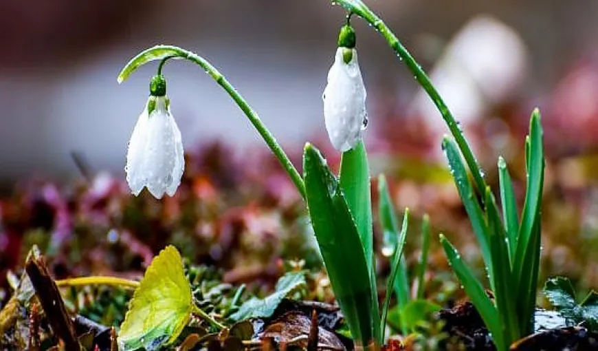 PROGNOZA METEO LUNARĂ revizuită: Cum va fi vremea la începutul primăverii