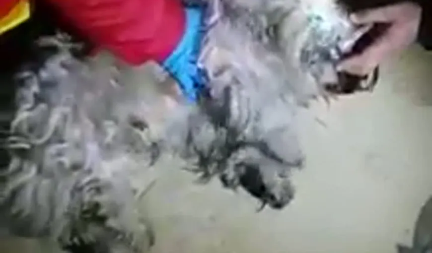 IMAGINI EMOŢIONANTE: Pompierii din Slobozia au resuscitat un câine intoxicat cu fum VIDEO