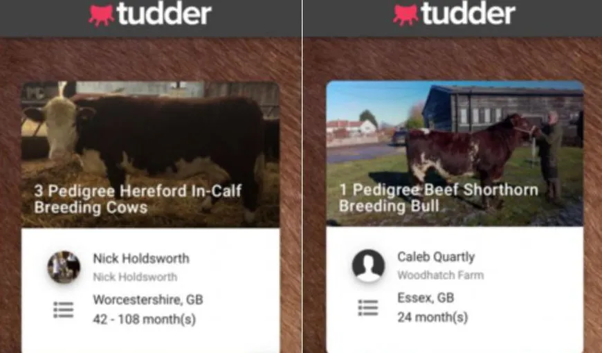 Tinder pentru animale. A fost lansată o aplicaţie de întâlniri online pentru vaci