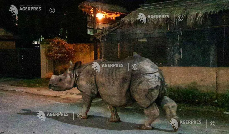 Un exemplar rar de rinocer cu un singur corn a murit după ce a căzut în fosa septică a unui hotel