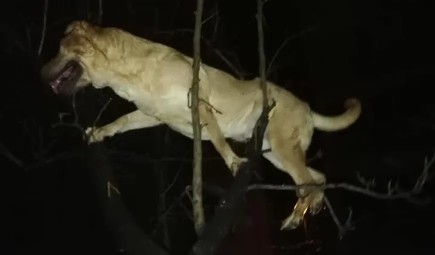 Oameni fără suflet: câine aruncat pe fereastră într-un copac. Din fericire, patrupedul a fost salvat