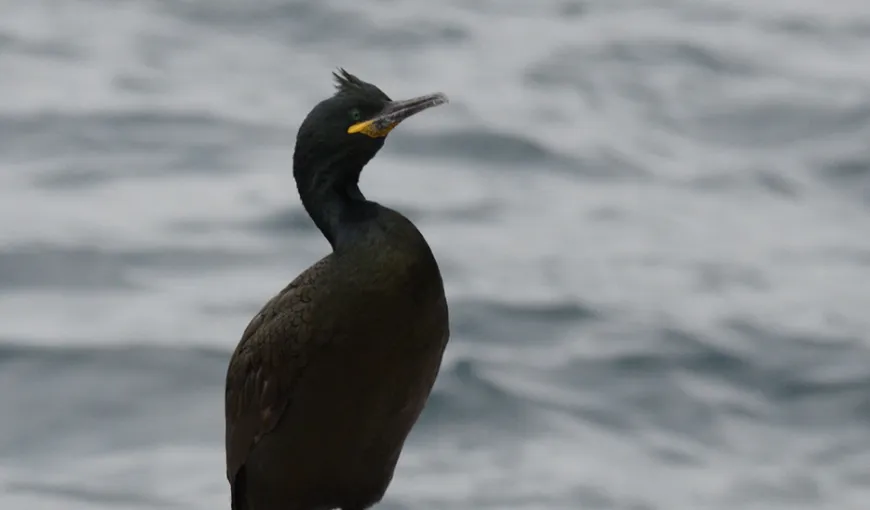Oaspete în premieră pentru România. La nici două luni de la declaraţiile lui Daea, cormoranul moţat cuibăreşte în 2019 în ţara noastră