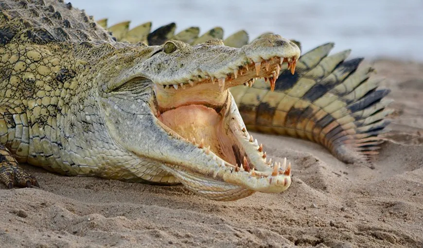Imagini ireale din timpul unei partide de pescuit. Un crocodil pune pe fugă doi pescari şi le fură peştele VIDEO