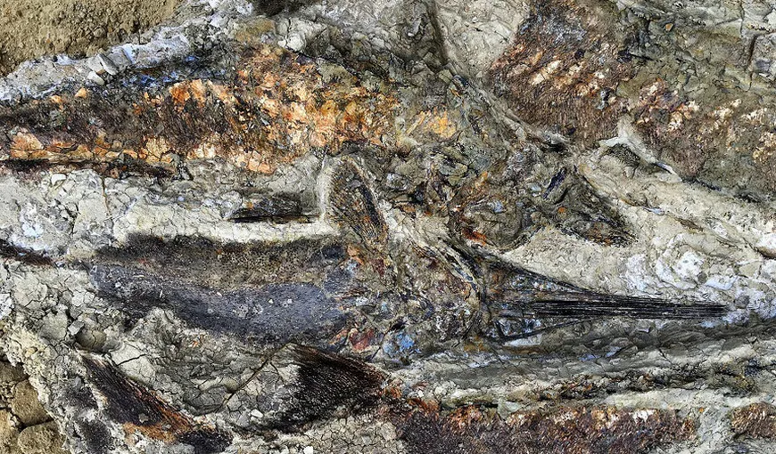 Peşti fosilizaţi din ziua în care un asteroid a lovit Pământul acum 66 de milioane de ani, descoperiţi în Dakota de Nord