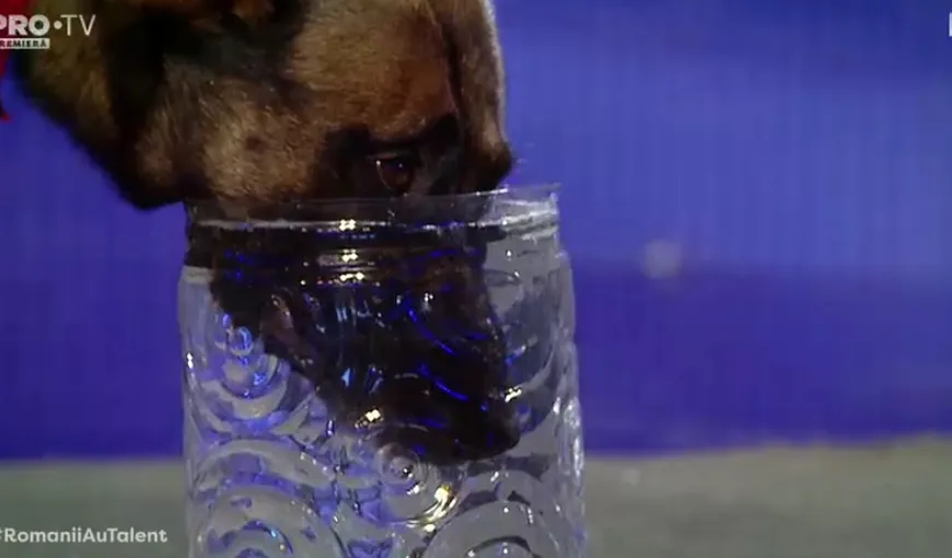 ROMANII AU TALENT. Lachi, câinele care îşi ţine respiraţia! Momente uluitoare VIDEO