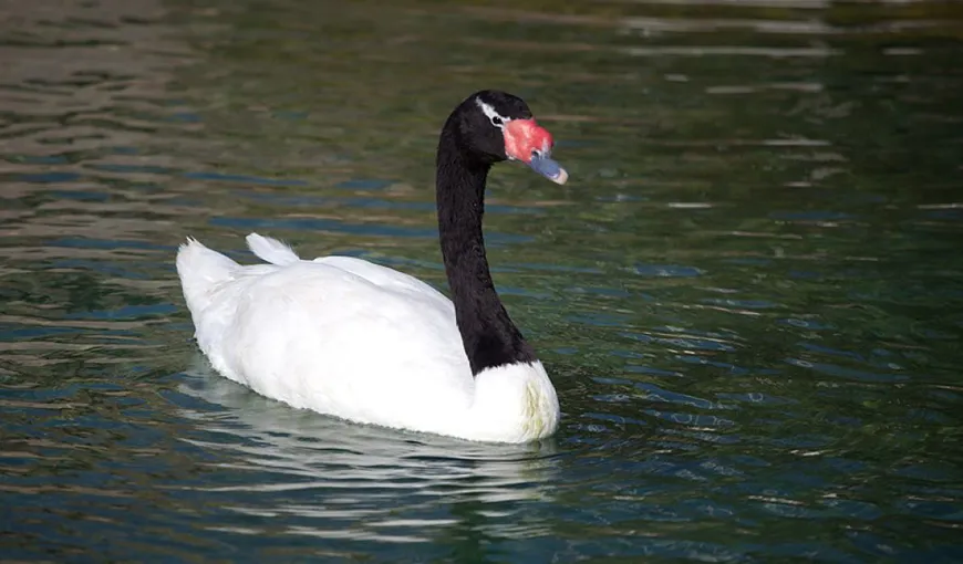 Lacul lebedelor. Scene tragi-comice, un înotător este atacat de o pasăre agresivă VIDEO