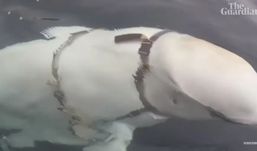 Un pescar a descoperit o balenă-spion. Norvegia bănuieşte o acţiune de spionaj subacvatic a Rusiei VIDEO