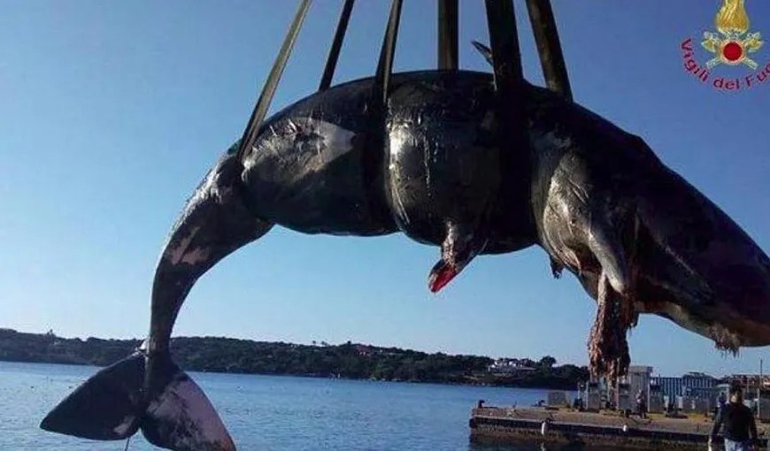 O balenă gestantă a eşuat pe o plajă în Sardinia. Avea în stomac 22 kg de plastic
