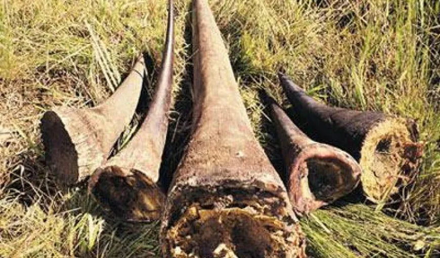 Bărbaţi arestaţi, după ce în vehiculul lor au fost găsite 167 de coarne de rinocer