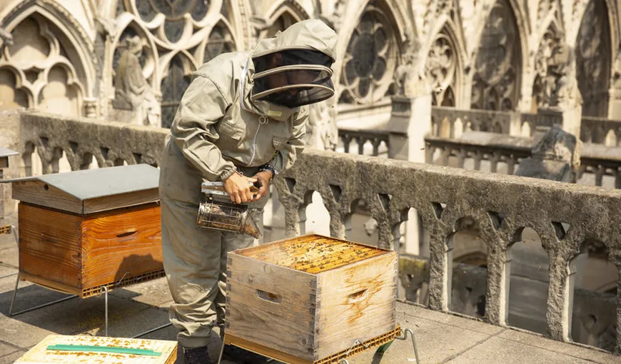 Minune de la Dumnezeu: Toate cele 200.000 de albine din stupii de la Notre-Dame au supravieţuit incendiului