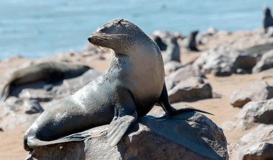 Poluarea face ravagii în fauna marină. O focă este salvată, după ce a fost găsită cu o frânghie de plastic în jurul gâtului VIDEO