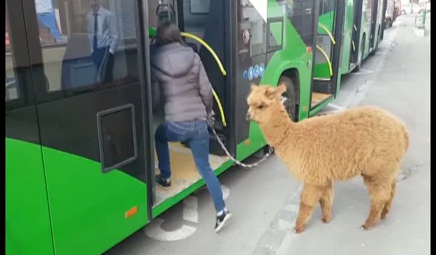 Soţia lui Marian Godină, cu alpaca în autobuz. Poliţistul riscă o amendă de 500 lei VIDEO