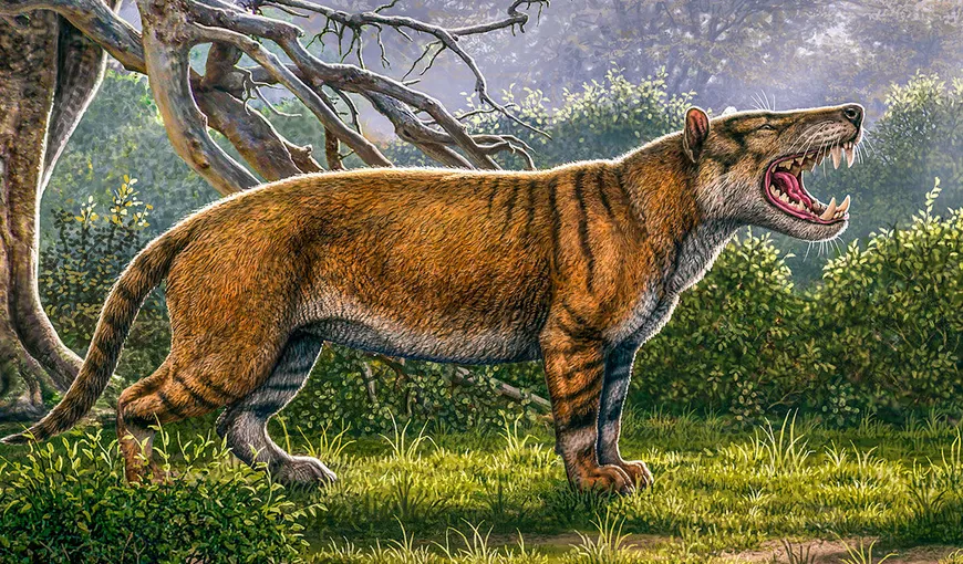 Cel mai mare mamifer terestru a fost descoperit în Kenya. Era de şapte ori mai mare decât leul actual şi cântărea 1.500 kg