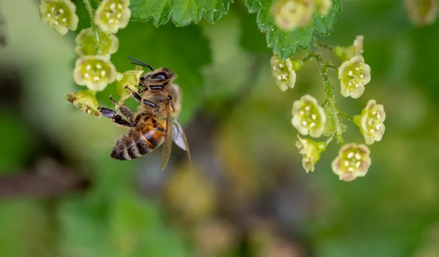 Mierea de albine. 13 beneficii pentru sanatate. Cum de prepara cel mai delicios remediu de miere cu scortisoara