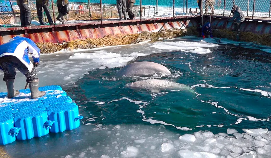 Mai multe balene ţinute captive într-un oraş din Rusia au fost eliberate, în urma unui val de proteste