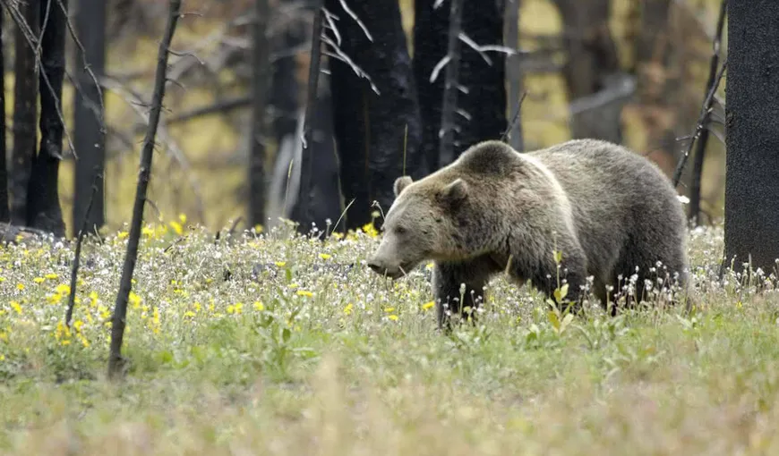 Ursul care a făcut ravagii în două comune din Buzău va fi împuşcat prin metoda „la pândă”