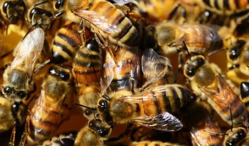 Un bărbat a murit după ce a fost înţepat de albine