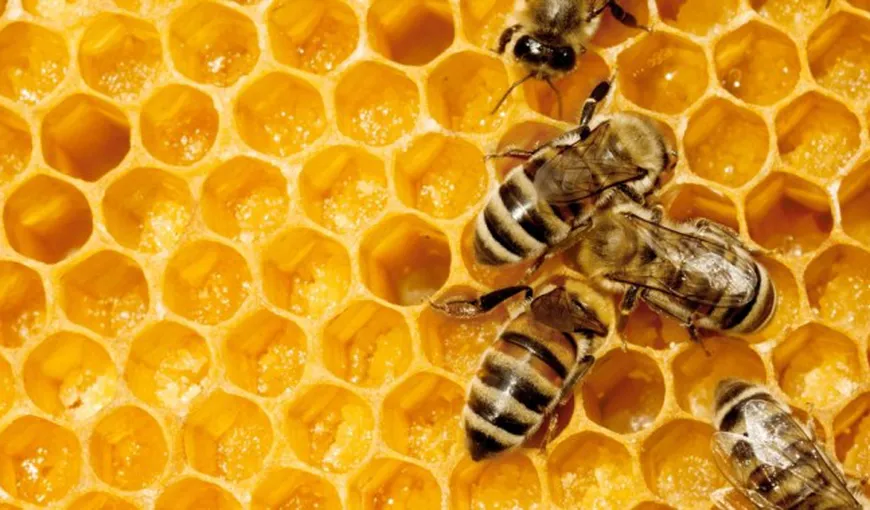Petre Daea sare în ajutorul albinelor din Europa şi propune Ghidul Albinei
