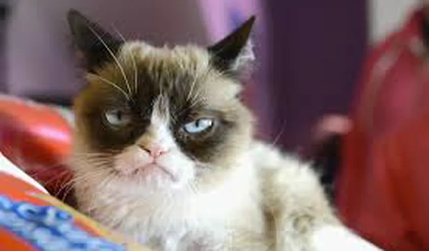 Grumpy Cat, una dintre cele mai faimoase pisici din lume, a murit VIDEO